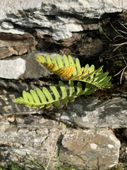 Polypodium vulgare