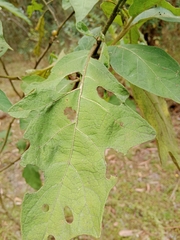 Solanum
