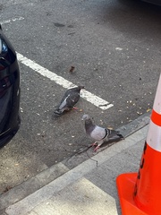 Columba livia domestica