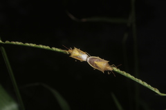 Oebalus