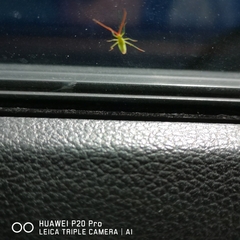 Trigonotylus caelestialium