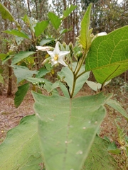 Solanum
