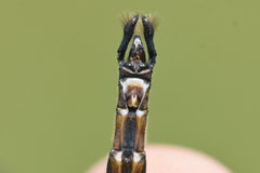 Somatochlora walshii