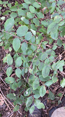 Symphoricarpos orbiculatus