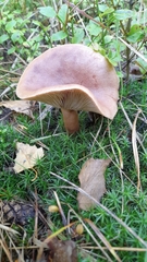 Lactarius helvus