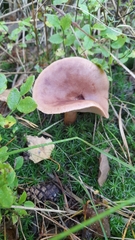 Lactarius helvus
