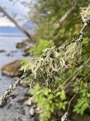 Lobaria pulmonaria