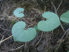 Asarum canadense