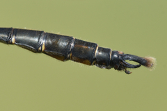 Somatochlora walshii