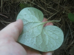 Asarum canadense