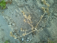 Corispermum intermedium