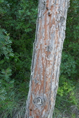 Abies alba