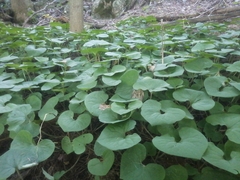 Asarum canadense