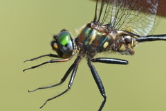 Somatochlora walshii