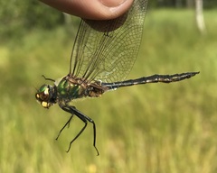 Somatochlora flavomaculata