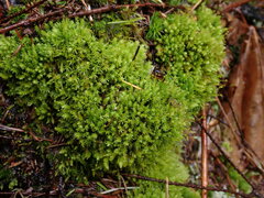 Aulacomnium androgynum