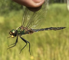 Somatochlora flavomaculata