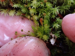 Aulacomnium androgynum