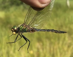 Somatochlora flavomaculata