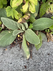 Verbascum