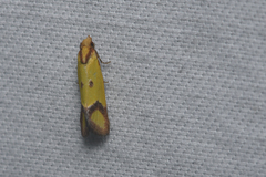 Agapeta zoegana
