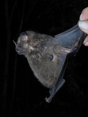 Artibeus obscurus