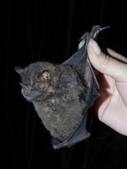 Artibeus obscurus