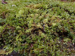 Kindbergia oregana