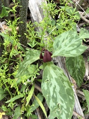 Erythronium americanum