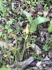 Erythronium americanum