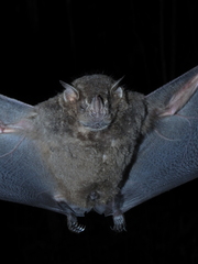 Artibeus obscurus