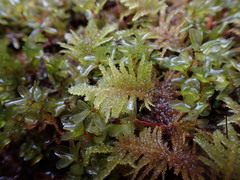 Kindbergia oregana