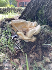 Bondarzewia berkeleyi
