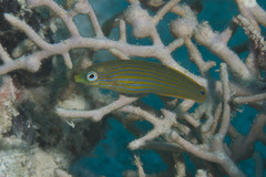 Halichoeres melanurus