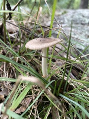 Amanita fulva