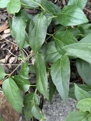 Vincetoxicum nigrum