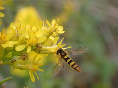 Sphaerophoria philanthus