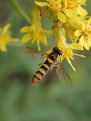 Sphaerophoria philanthus