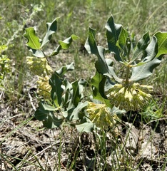 Asclepias viridiflora