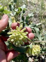 Asclepias viridiflora
