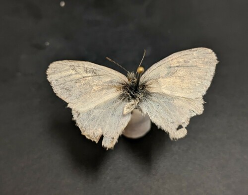 iNaturalist observation photo of Common Ringlet