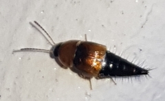 Tachyporus dispar