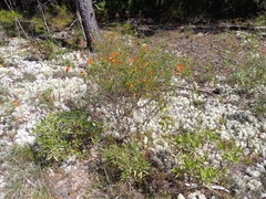Clinopodium coccineum