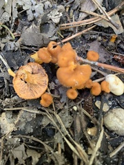 Cantharellus minor