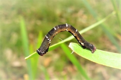 Pholodes sinistraria