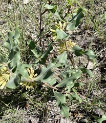 Asclepias viridiflora