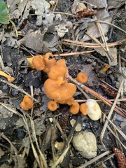 Cantharellus minor