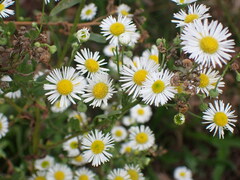 Erigeron