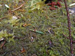 Hypnum circinale