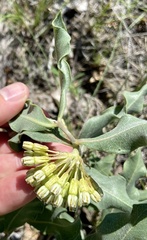 Asclepias viridiflora